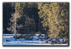 Herd of elk 