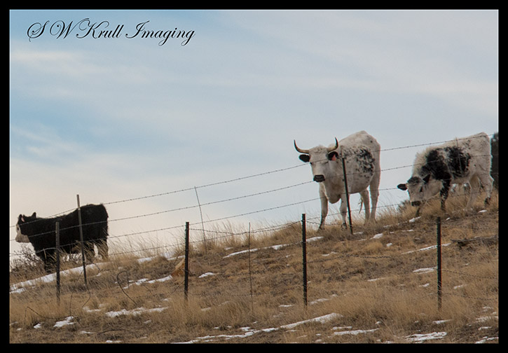Free Range Bull