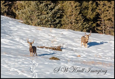 Twin Bucks in the Snow