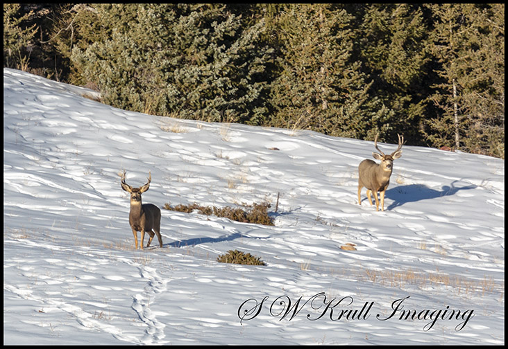 Twin Bucks in the Snow