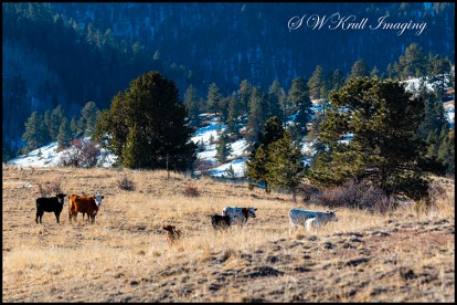 Free Range Cattle in the Rockies