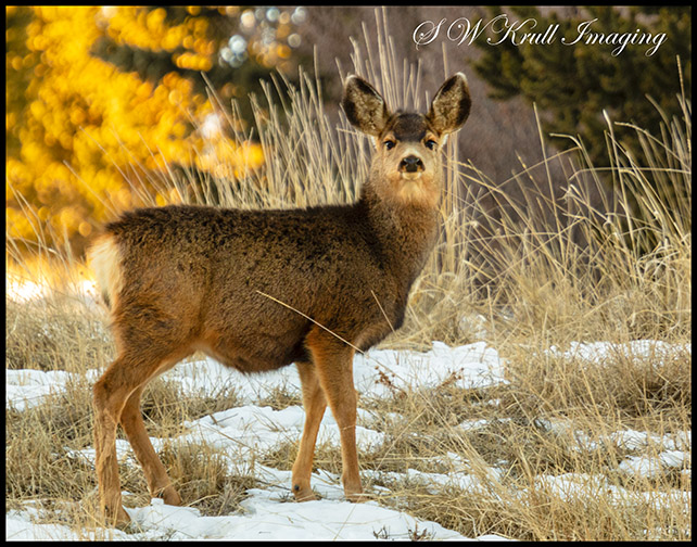 Cute Mule Deer Doe