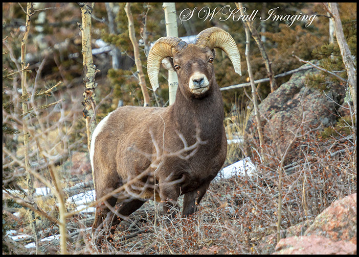 Massive Bighorn Sheep