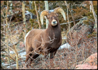Massive Bighorn Sheep