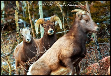 Bighorns frolicking in the Colorado Rockies