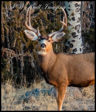 Awesome Buck Mule Deer