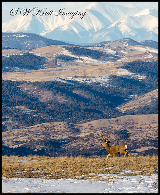 Beautiful Buck Mule Deer and the Sangre