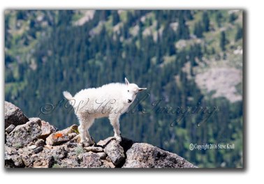 Baby Mountain Goat
