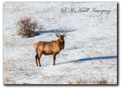 Beautiful Bull Elk in Snow