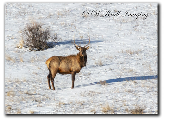 Beautiful Bull Elk in Snow