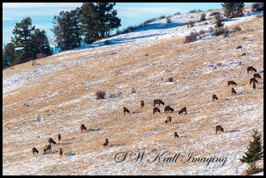 Elk Herd Grazing on the Mountain