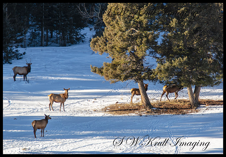 Elk Herd Resting