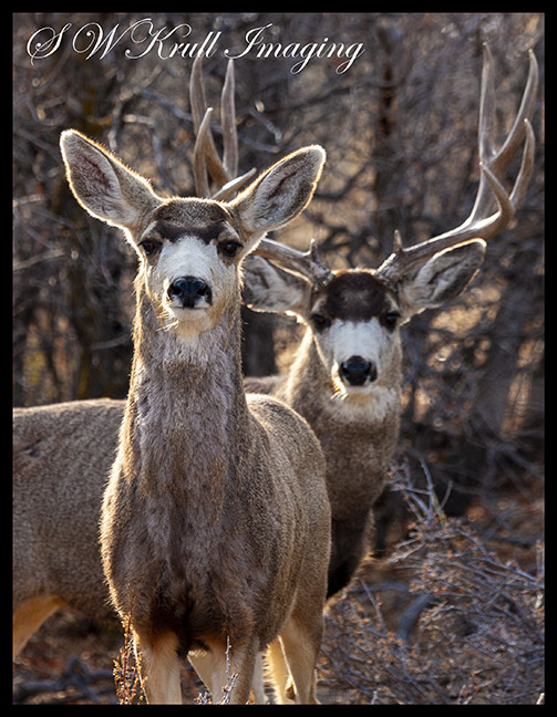Mule Deer Couple