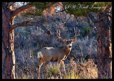 Winter Buck Mule Deer