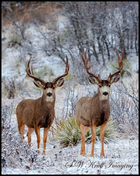 Pair of Winter Bucks