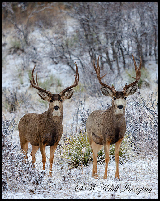 Pair of Winter Bucks