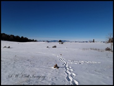 Snow in the Colorado Rockies