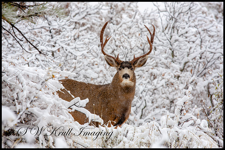 Huge Buck Mule Deer in Snow