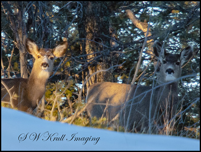 Morning Mule Deer Does