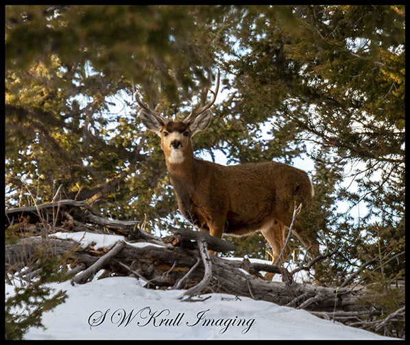 Deer in Winter Wilderness