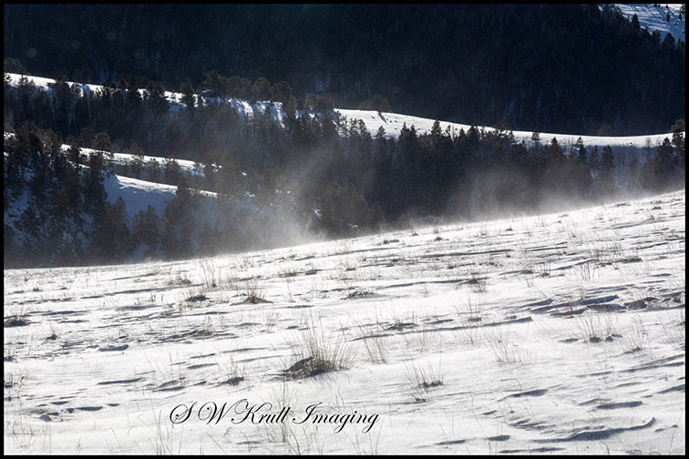 Fresh Powder in the Colorado High Country