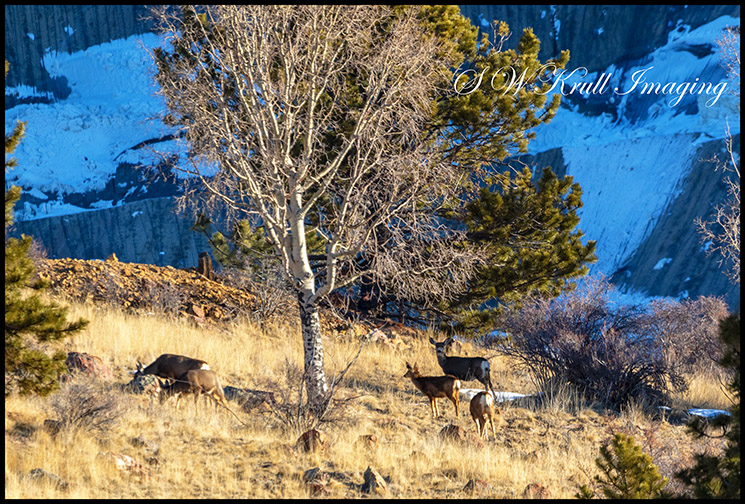 Deer on the Mountainside Title