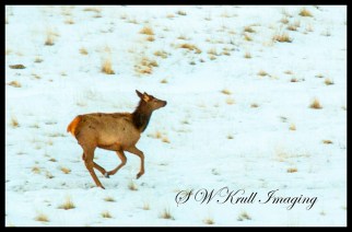 Young Elk on the Run