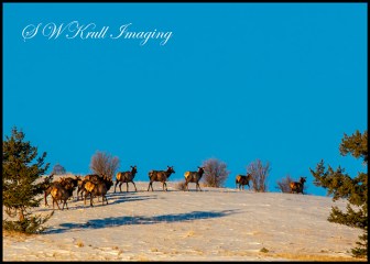 Morning Elk Herd