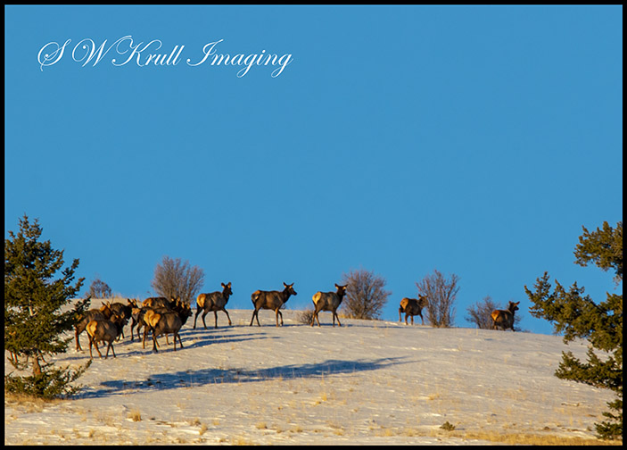 Morning Elk Herd