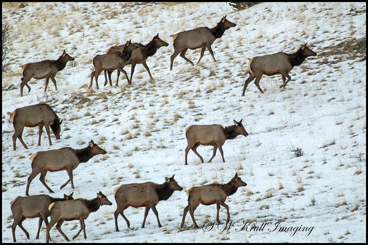 Elk Herd on a Winter Morning