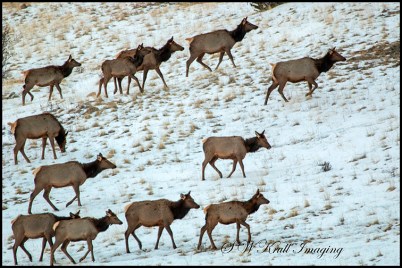 Elk Herd on a Winter Morning