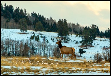 Elk Herd on a Winter Morning