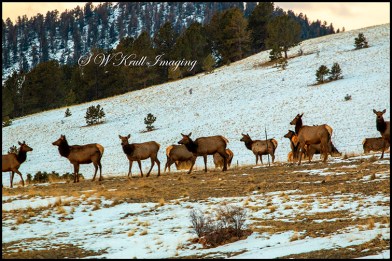 Elk Herd on a Winter Morning