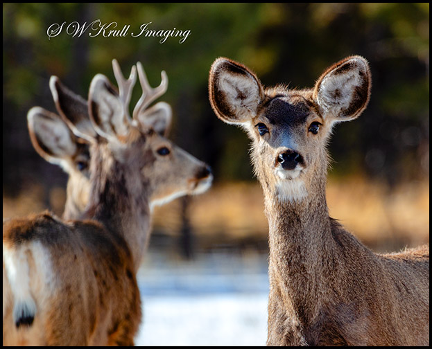 Herd of Deer on a Winter Morning