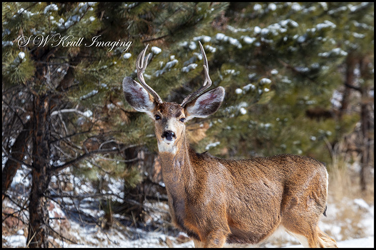 Mule Deer Buck in the Winter