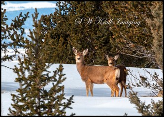 Mule Deer Herd in Deep Snow