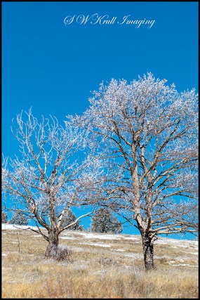 Frosty Aspen Trees