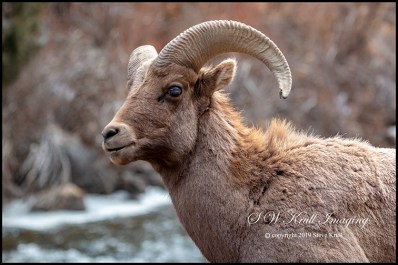 Bighorn Sheep Along the Platte River