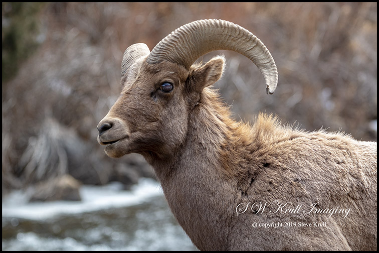 Bighorn Sheep Along the Platte River