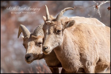 Bighorn Sheep Along the Platte River