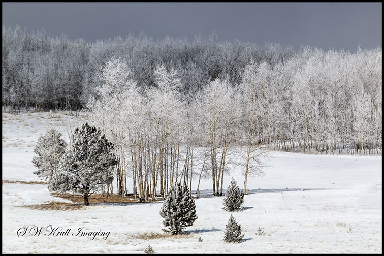 Frosty Colorado Forest