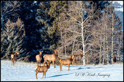 Elk in Fresh Snow