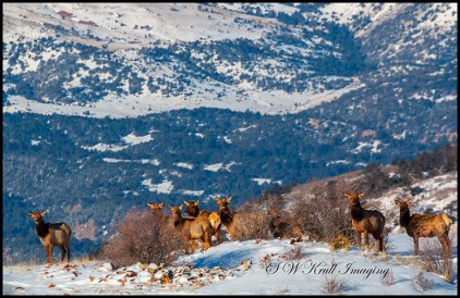 Elk in Fresh Snow