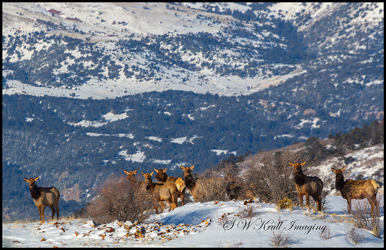 Elk in Fresh Snow