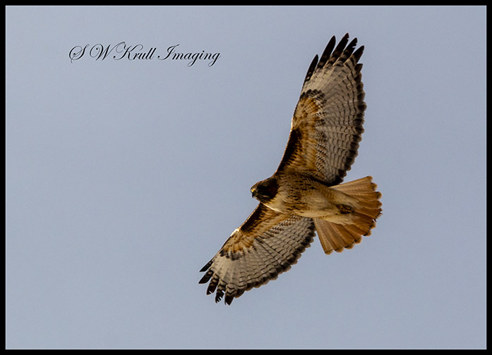 Rough legged hawk Soaring Above the Rockies
