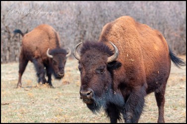 Colorado Bison Herd