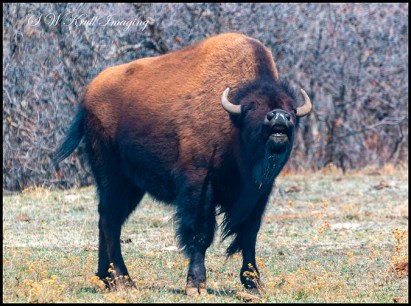 Colorado Bison Herd