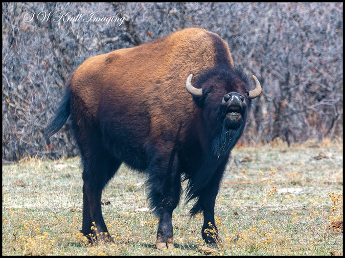 Colorado Bison Herd