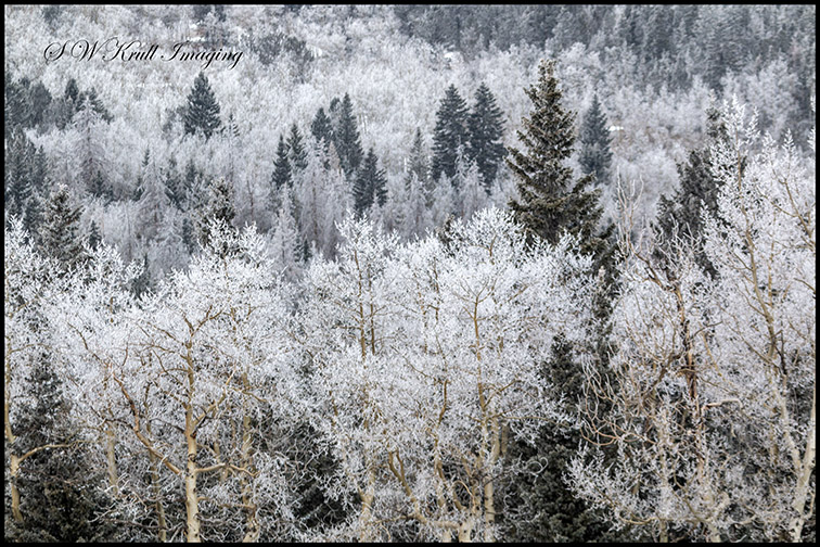 Frosty Rocky Mountain Forest