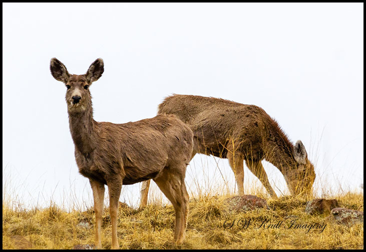 Mule Deer Herd in the Fog
